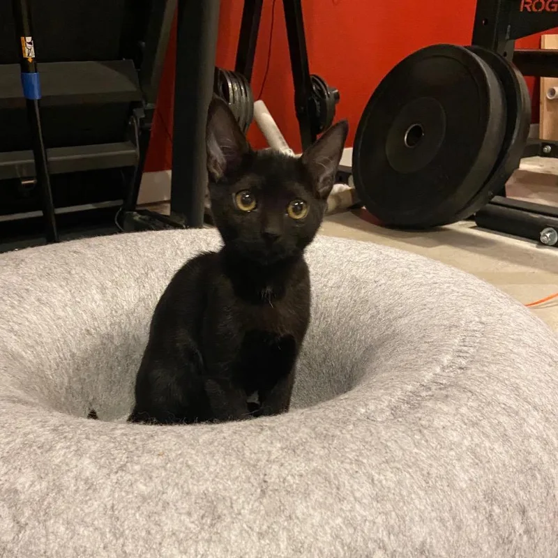 A baby small-sized female Black Domestic Short Hair cat named Licorice for adoption in Spokane, WA