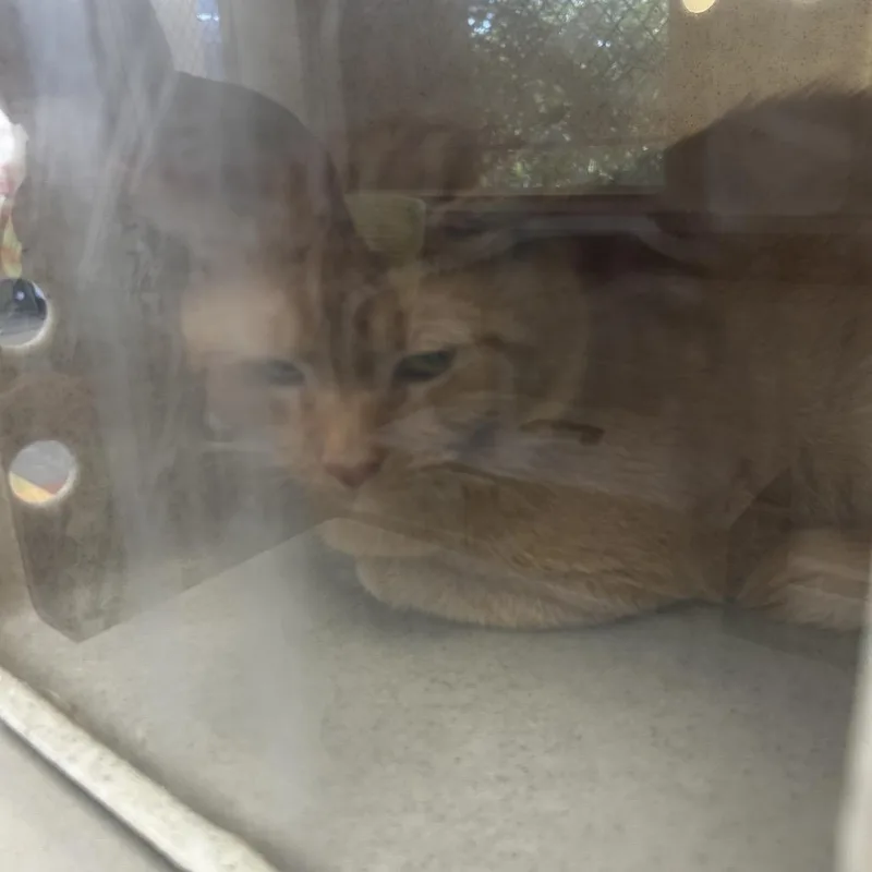 A senior medium-sized male Orange / Red Domestic Short Hair cat named Miles for adoption in Philadelphia, PA