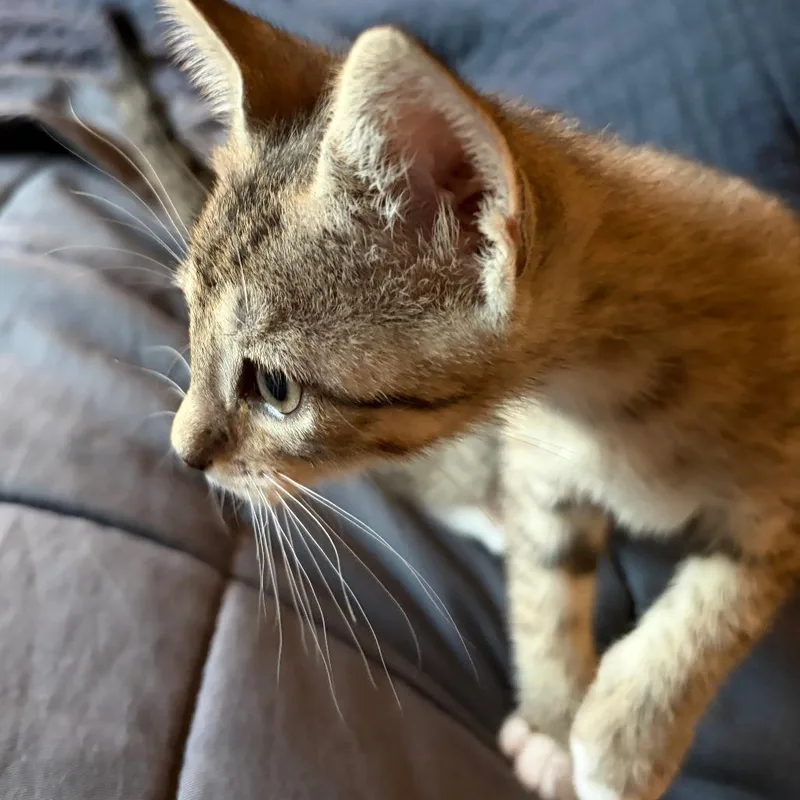A baby small-sized female Brown / Chocolate Domestic Short Hair cat named Munchkin for adoption in Austin, TX