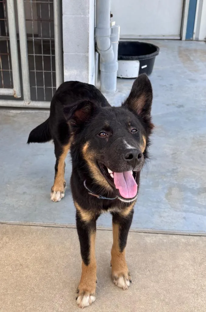 A baby medium-sized male German Shepherd Dog dog named Teddy for adoption in Luling, TX