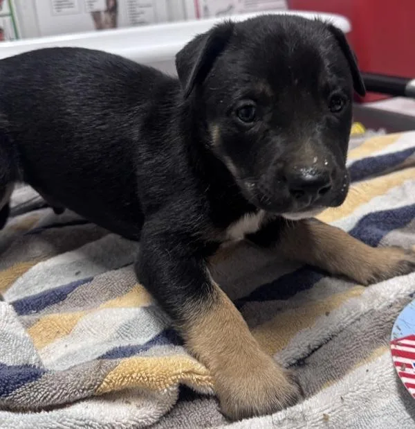 A baby small-sized male Rottweiler dog named Chip for adoption in Escondido, CA