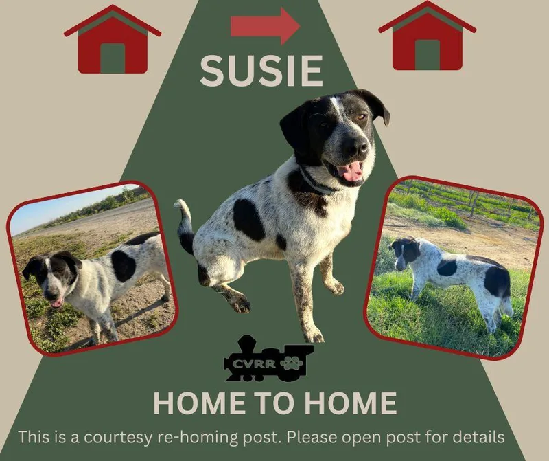 Susie Home To Home