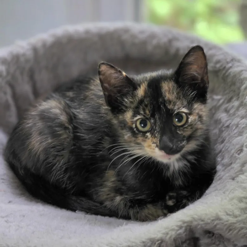 A baby small-sized female Tortoiseshell cat named Zara for adoption in Bentonville, AR