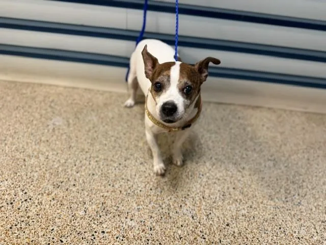 An adult small-sized male Parson Russell Terrier dog named Oso for adoption in Miami, FL