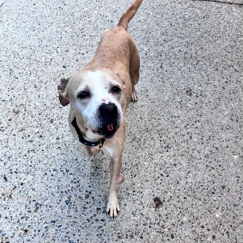 A senior medium-sized female Yellow / Tan / Blond / Fawn Mixed Breed dog named Valentine for adoption in Charleston, WV