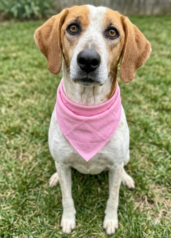 A senior medium-sized female Beagle dog named Susie Q for adoption in Crown Point, IN