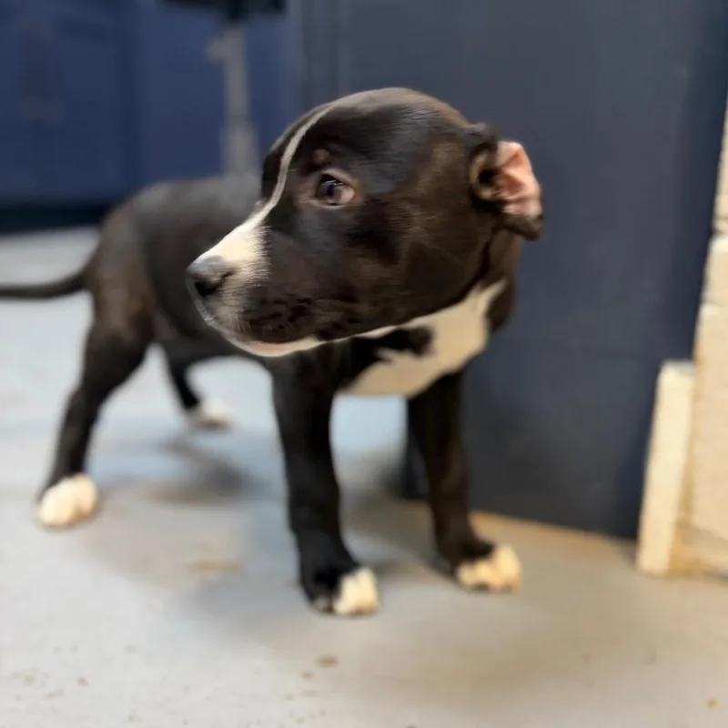 A baby medium-sized female Black Mixed Breed dog named Lollipop for adoption in Pensacola, FL
