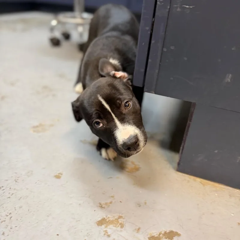 Lollipop thumbnail 2