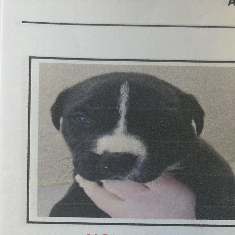 Lollipop thumbnail 3