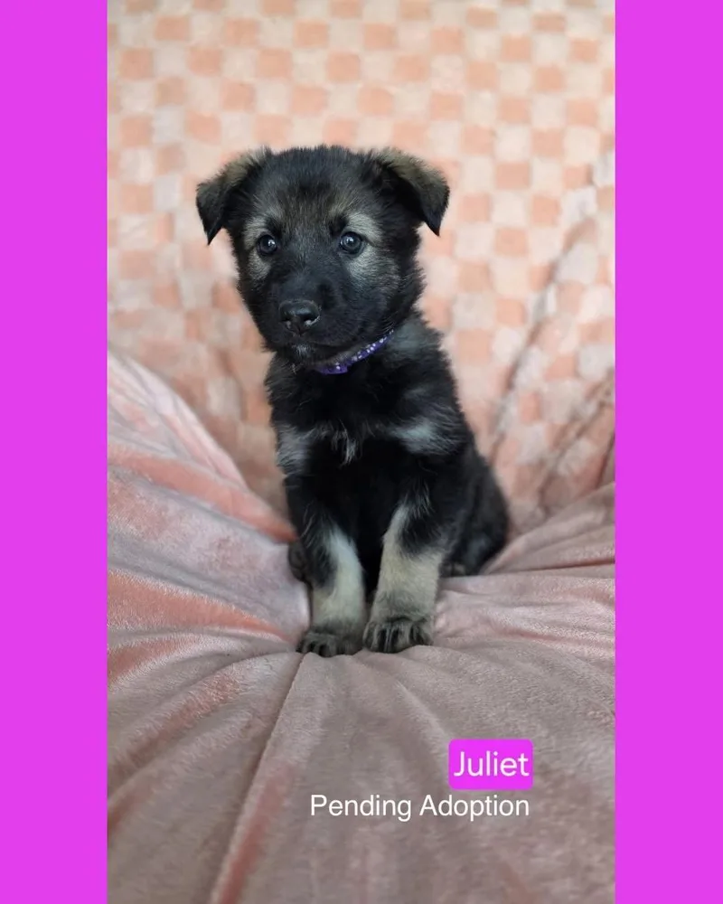 Juliet thumbnail 2