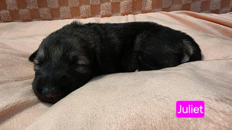 Juliet thumbnail 3