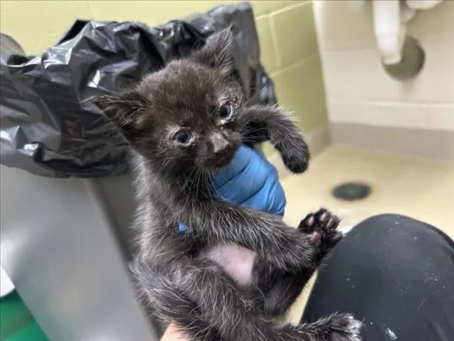 A baby small-sized male Domestic Short Hair cat named Harry Bright for adoption in Chapel Hill, NC