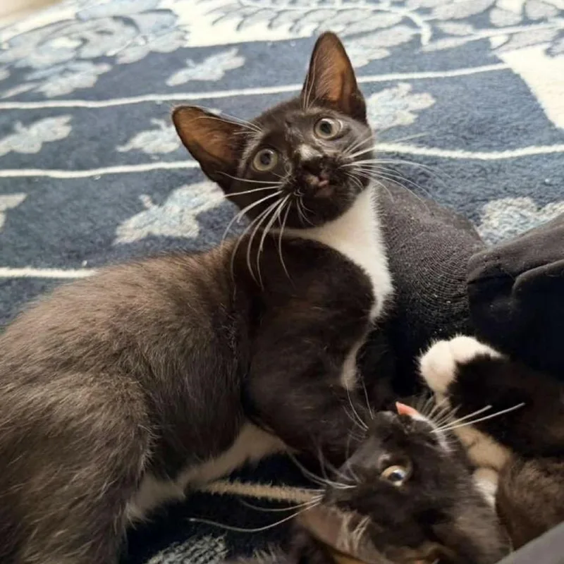 A young medium-sized female Black & White / Tuxedo Domestic Short Hair cat named Cassie for adoption in miami, FL