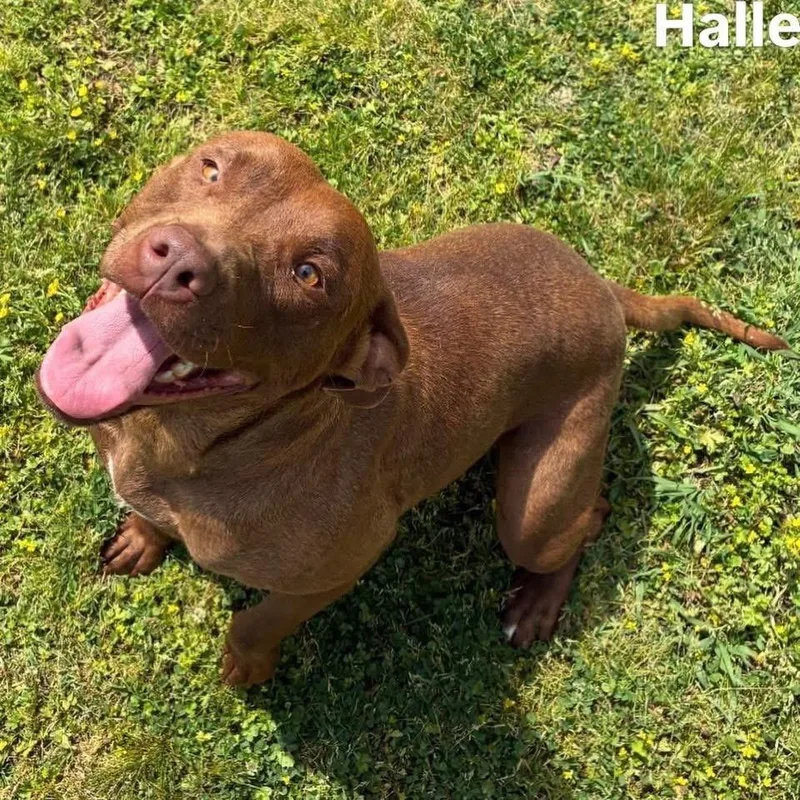 An adult large-sized female Chocolate Labrador Retriever dog named Halle for adoption in Little Rock, AR