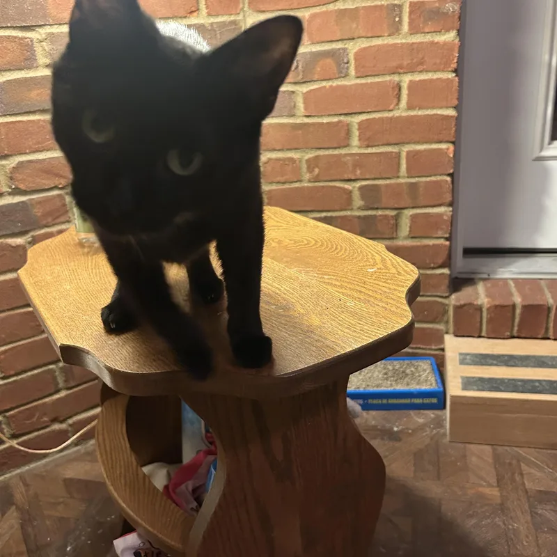 Little Eygpt thumbnail 2