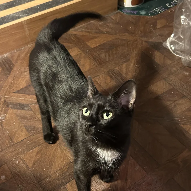 Little Eygpt thumbnail 3