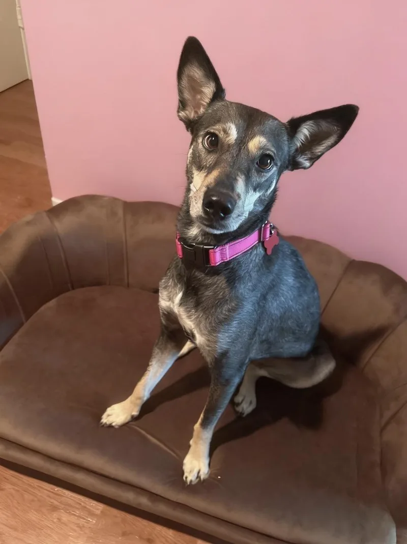 A young medium-sized female Bicolor German Shepherd Dog dog named Gissel for adoption in Houston, TX
