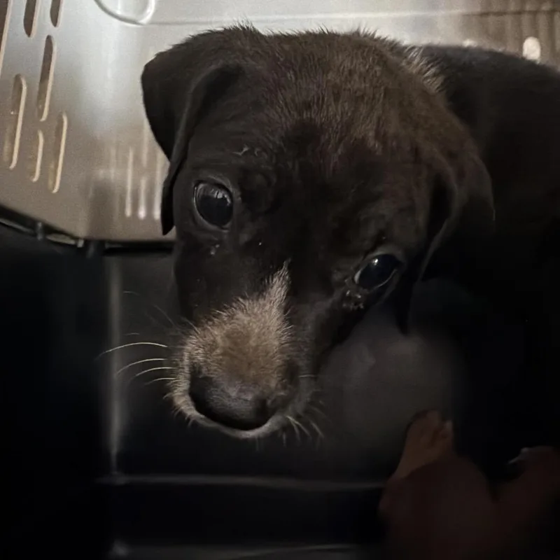 A baby small-sized male Pit Bull Terrier dog named Creek for adoption in Birmingham, AL