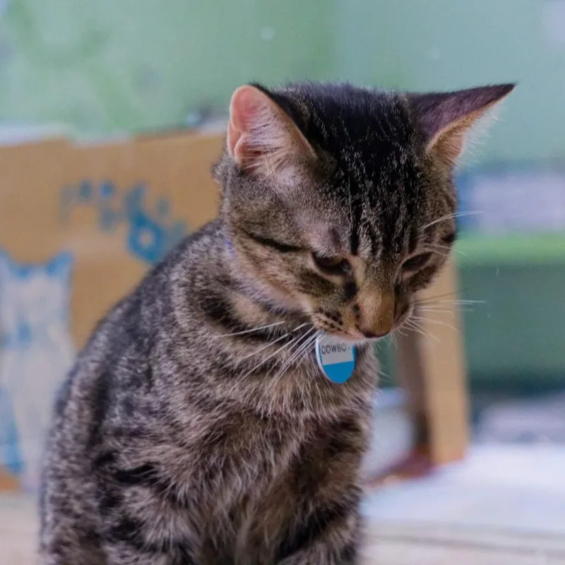 A baby medium-sized male Domestic Short Hair cat named Cowboy for adoption in Hot Springs, AR