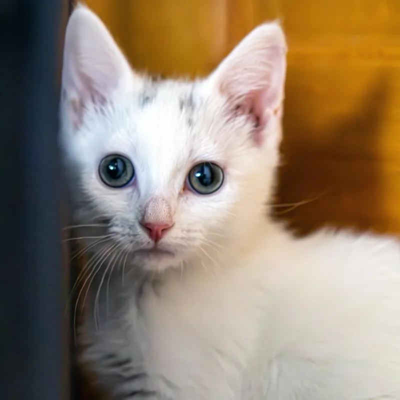 A baby small-sized female Gray & White Domestic Short Hair cat named Marigold Dicke for adoption in Morrison, CO