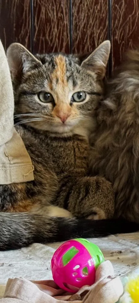 Turkey Bonded Pair With thumbnail 2