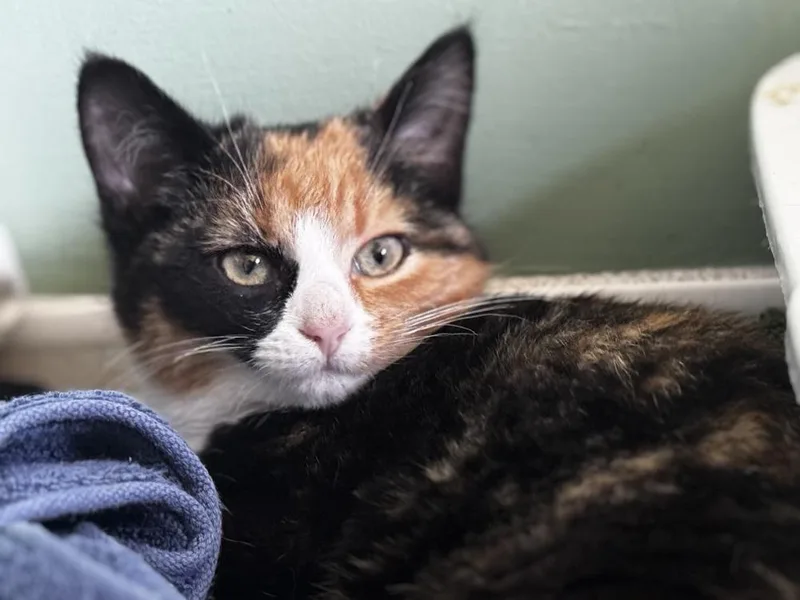 Turkey Bonded Pair With thumbnail 3