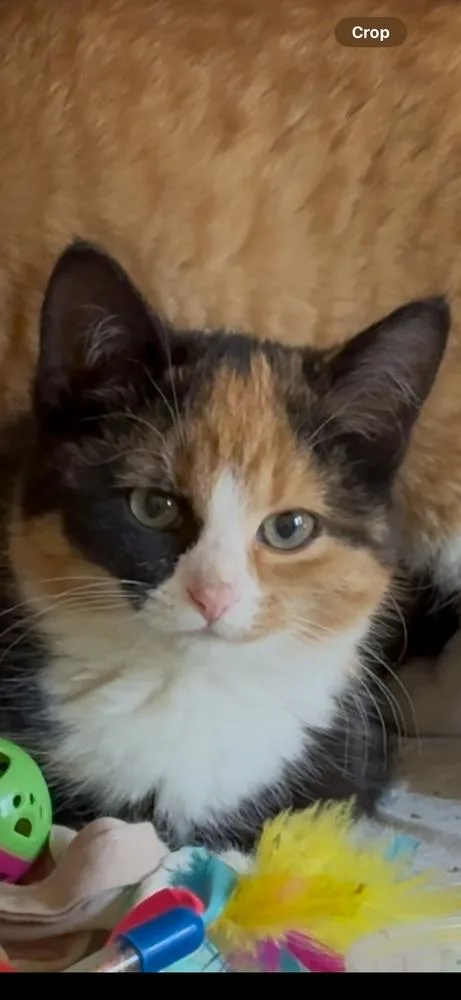 Turkey Bonded Pair With thumbnail 4