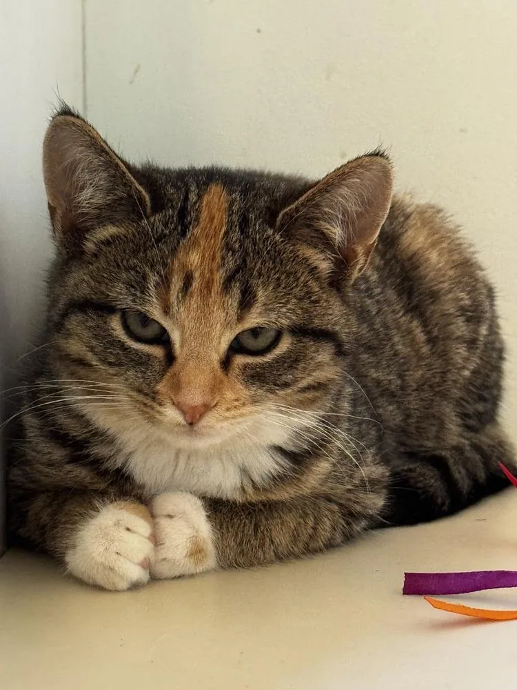 Turkey Bonded Pair With