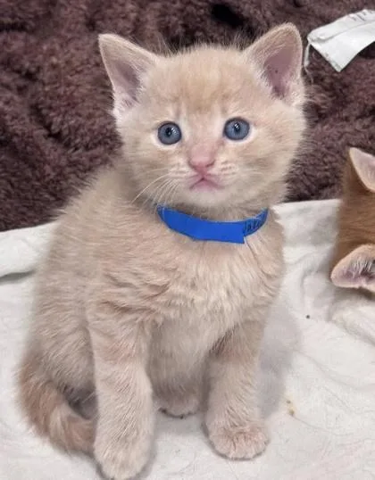 A baby small-sized male Domestic Short Hair cat named Naked Cheeto for adoption in Hobart, IN