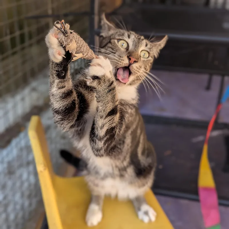 An adult medium-sized male Tabby (Buff / Tan / Fawn) Domestic Short Hair cat named Neo for adoption in Atlanta, GA