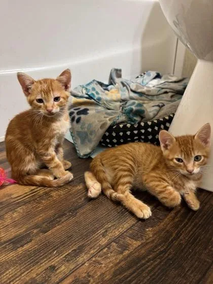 An adult small-sized male Domestic Short Hair cat named Burton for adoption in Port Allen, LA