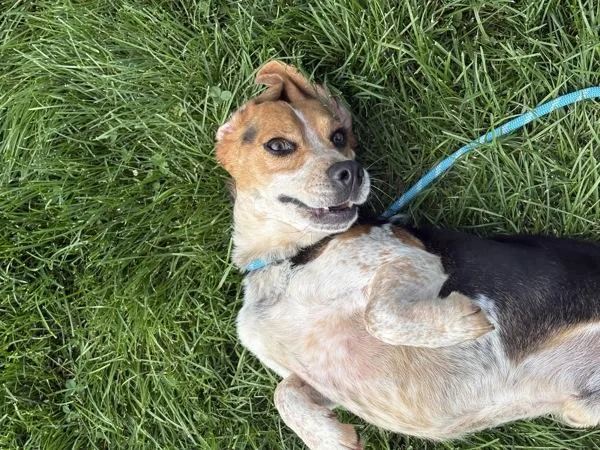An adult medium-sized male Beagle dog named Willard for adoption in Lancaster, OH