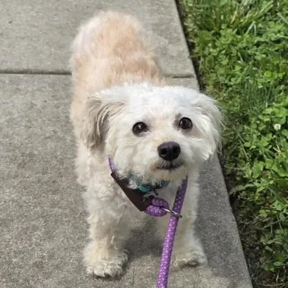 An adult small-sized female White / Cream Poodle dog named Geena for adoption in Phoenixville, PA