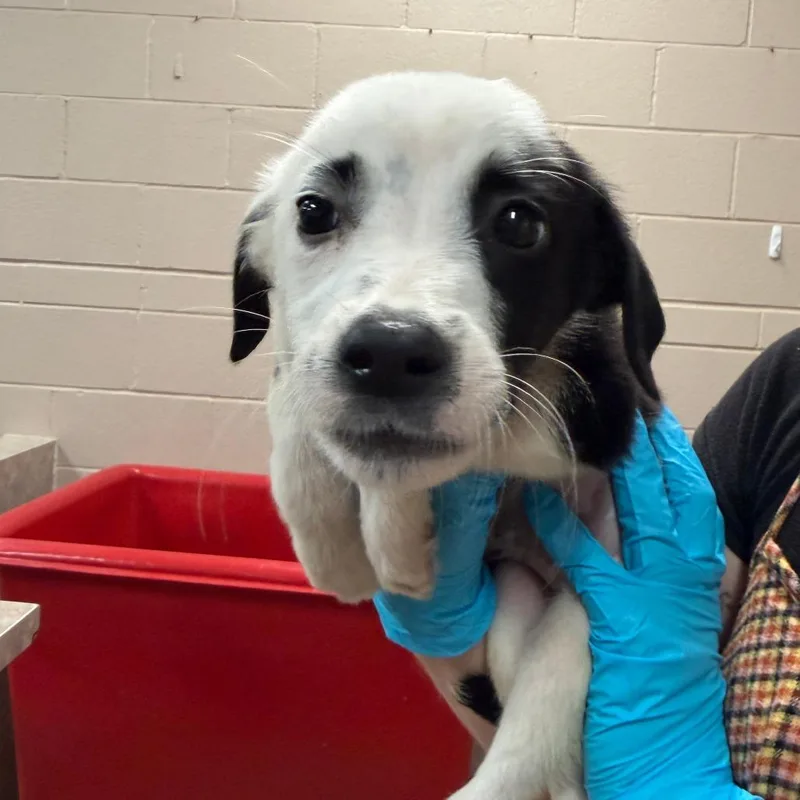 A baby small-sized female Collie dog named Leni for adoption in Birmingham, AL