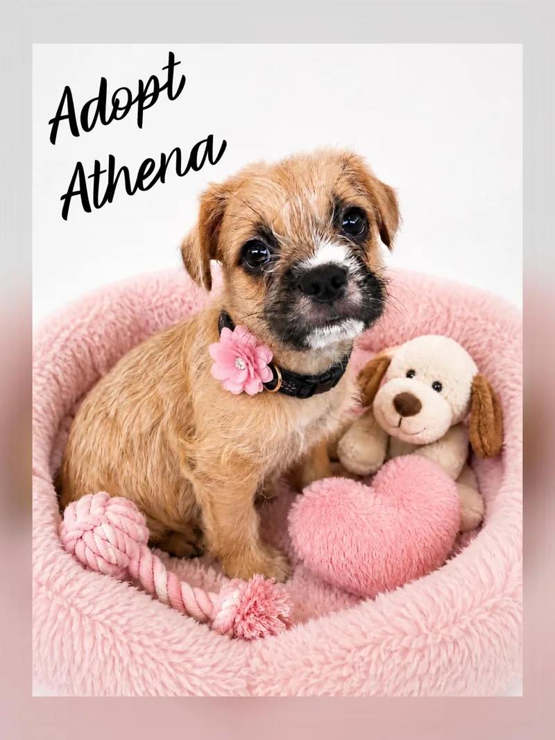 A baby medium-sized female French Bulldog dog named Athena for adoption in Orange, CA