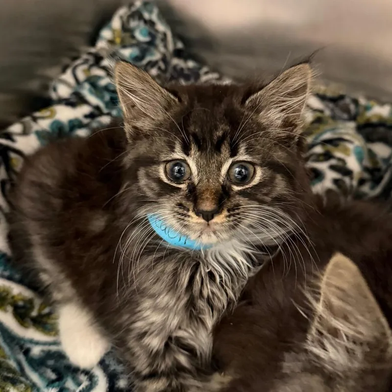 A baby small-sized female Brown / Chocolate Domestic Long Hair cat named Peach for adoption in Blairsville, GA