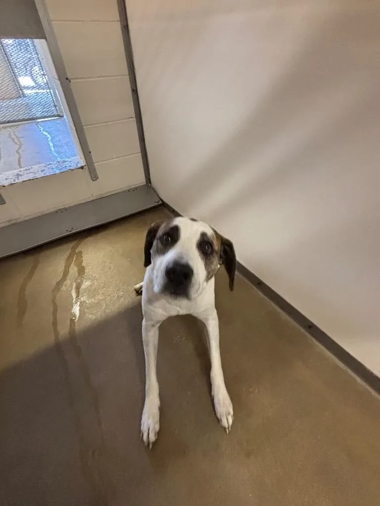 Maggie