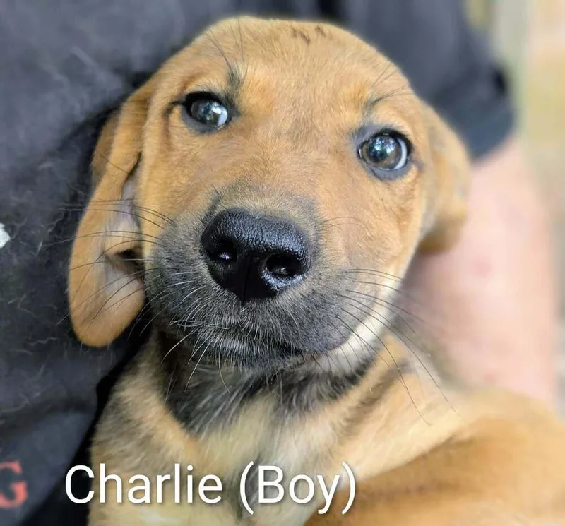 A baby large-sized male Brown / Chocolate Retriever dog named LLP Trixie : Charlie for adoption in Aurora, IN