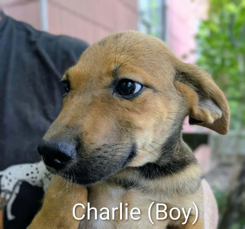 LLP Trixie : Charlie thumbnail 2