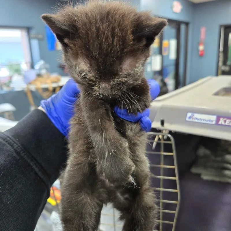 A baby small-sized male Black Domestic Short Hair cat named Linus for adoption in Newark, NJ