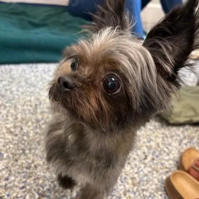 An adult small-sized female Gray / Blue / Silver Yorkshire Terrier dog named Sophie for adoption in Phoenixville, PA