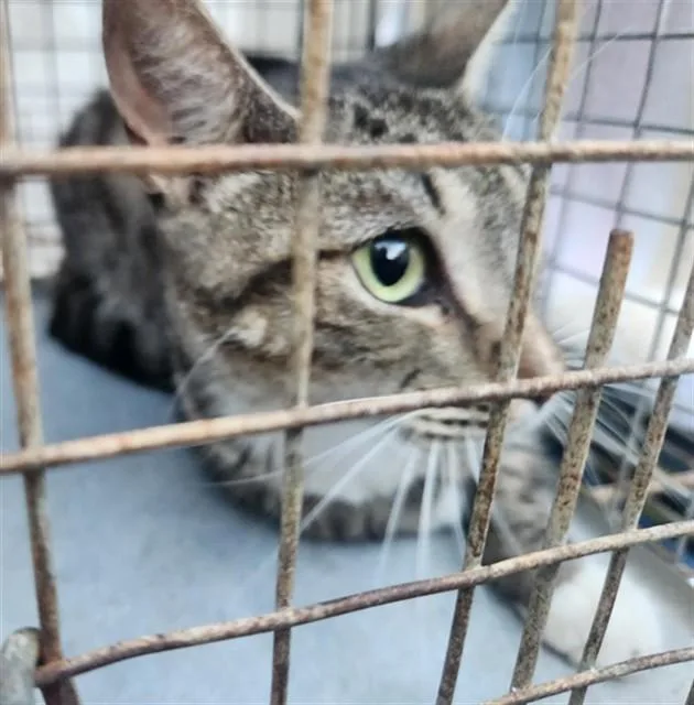 An adult large-sized female Domestic Short Hair cat named Suki for adoption in Fort Lauderdale, FL