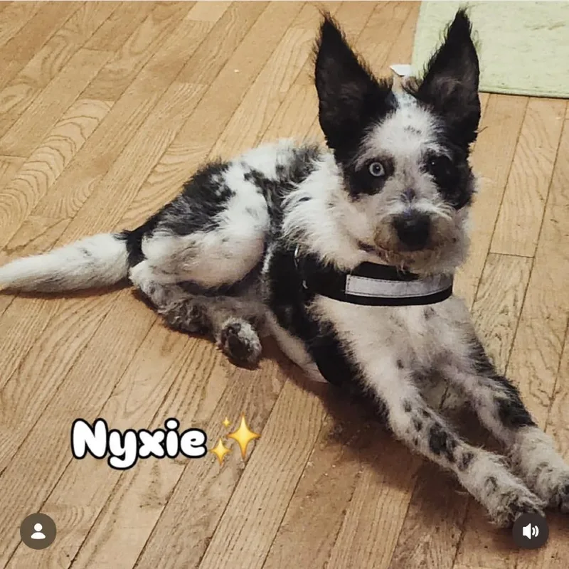 A young medium-sized female White / Cream Mixed Breed dog named Nyxie for adoption in Summerfield, NC
