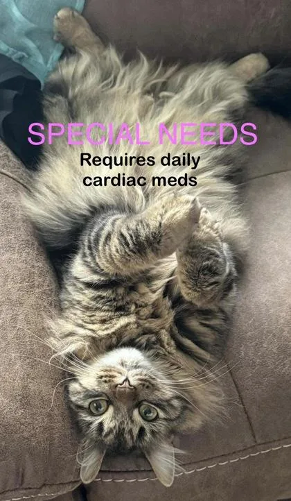 An adult medium-sized female Domestic Medium Hair cat named Mama Mia for adoption in Bridgewater, NJ