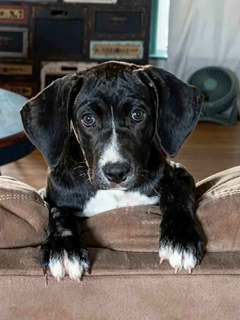 A baby large-sized female Bloodhound dog named Ally for adoption in Hilham, TN