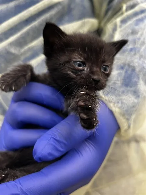 A baby medium-sized male Domestic Short Hair cat named Jeep for adoption in Dallas, TX