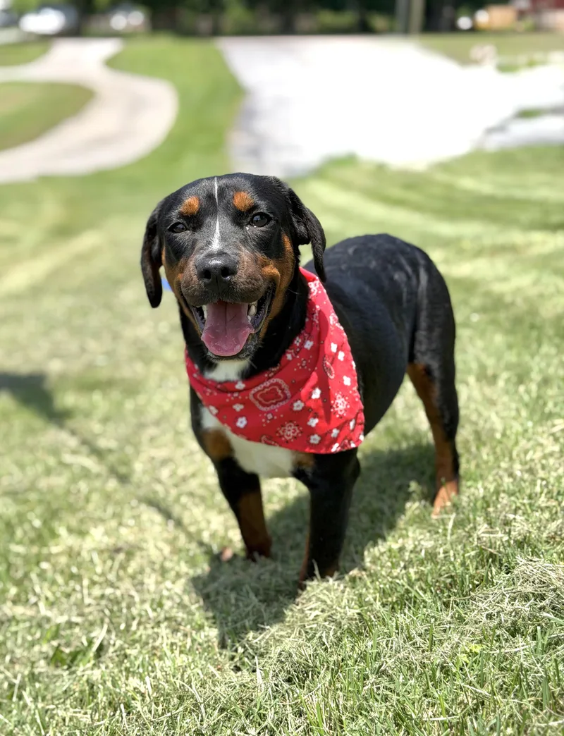 A baby medium-sized female Hound dog named Star for adoption in Maryville, TN