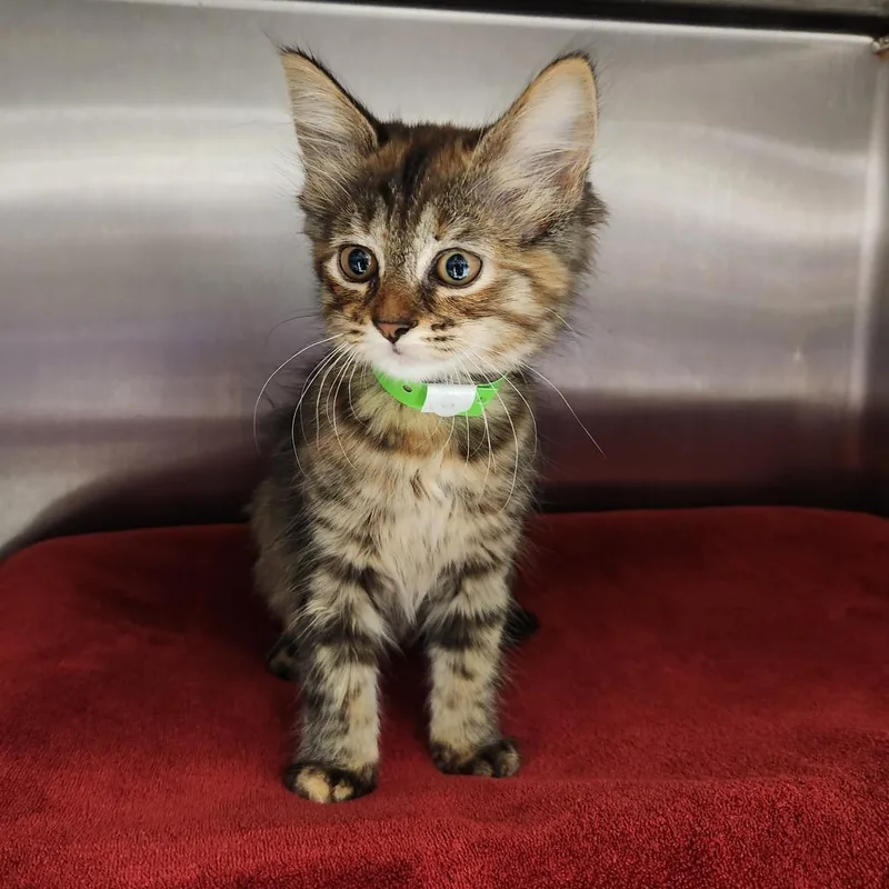 A baby small-sized female Domestic Long Hair cat named Boysenberry for adoption in Fort Wayne, IN