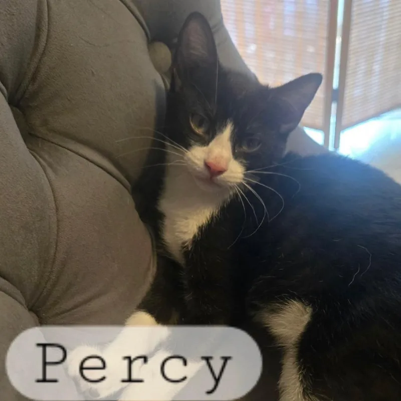 A baby small-sized male Black Domestic Short Hair cat named Percy for adoption in Granby, MO