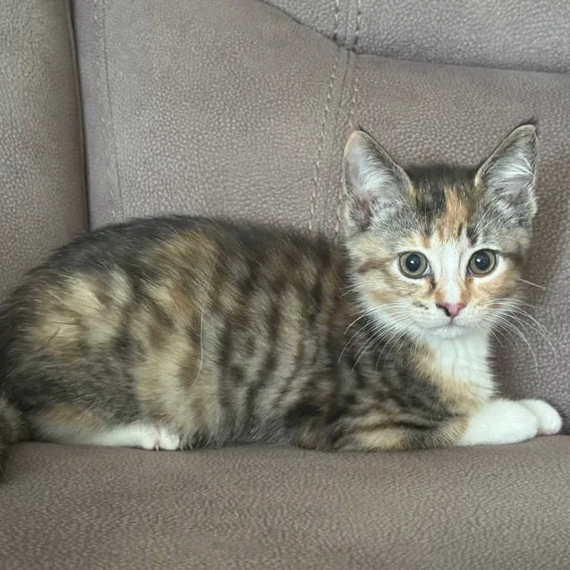 A baby small-sized female Domestic Short Hair cat named Ruby for adoption in Portage, MI